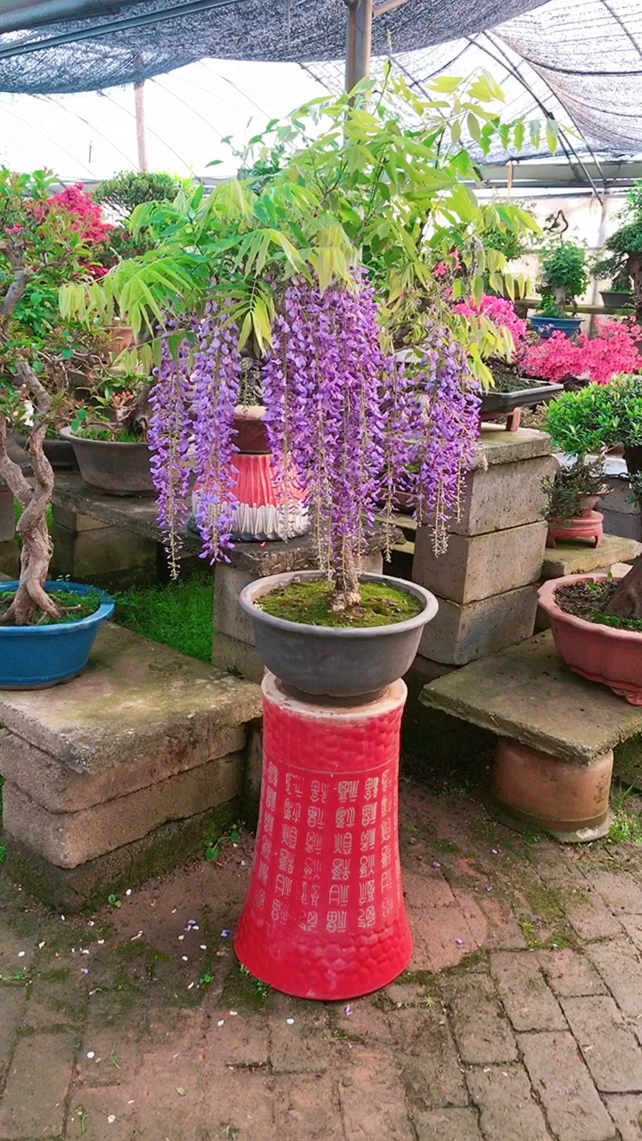 瀑布一样紫水晶紫藤花