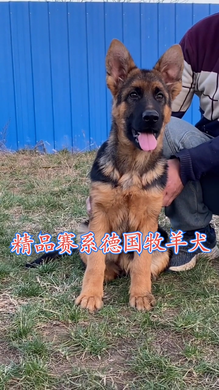 德牧这是一条纯种德国牧羊犬