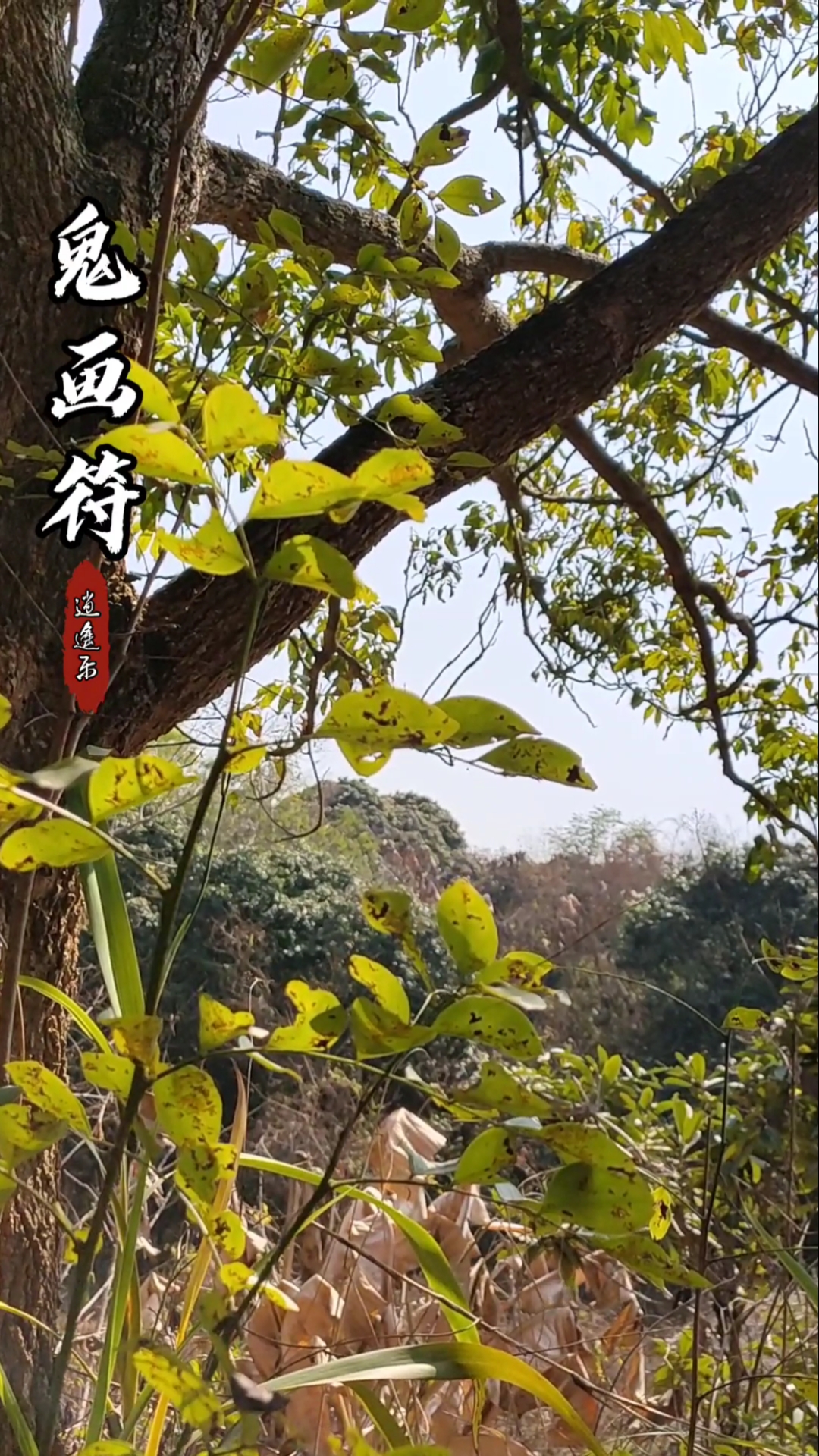 認識中草藥#百草中藥之鬼畫符,大戟科黑麵神屬植物,根部入藥,泡酒