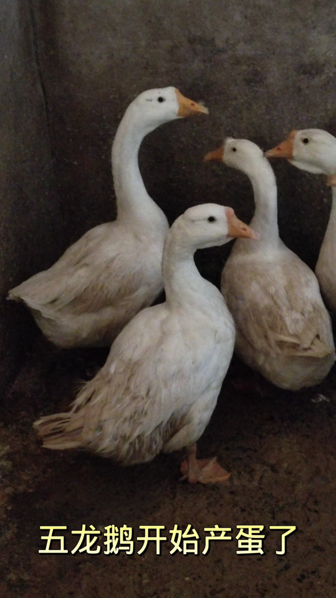 五龙鹅产蛋了一起看产的蛋有多大