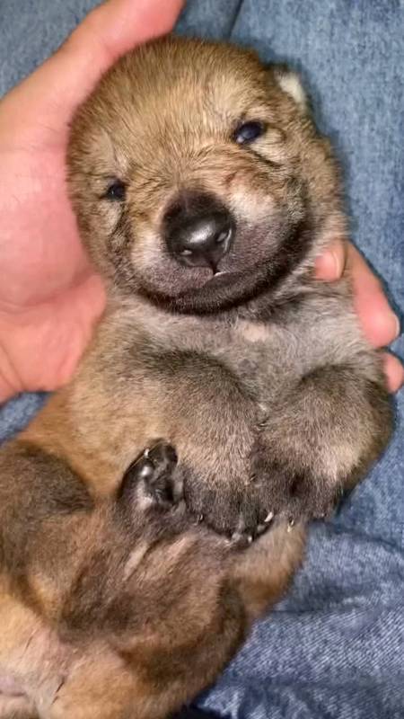 捷克狼犬#小时候丑的忍着没扔,说不定会有奇迹-度小视