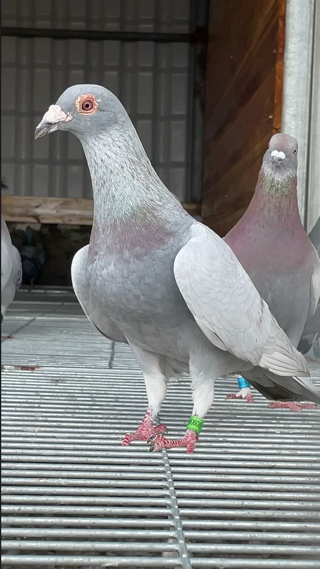 鸽子#大体型的波拉