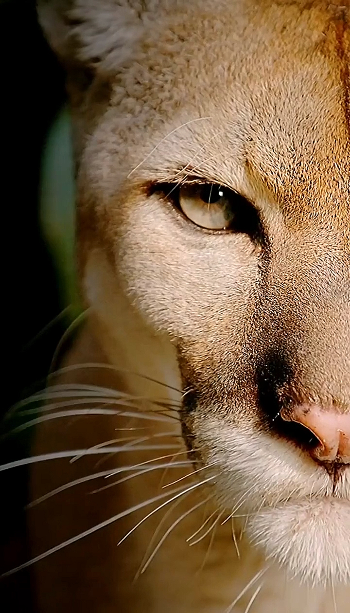 动物世界#漂亮的眼睛#猫科动物