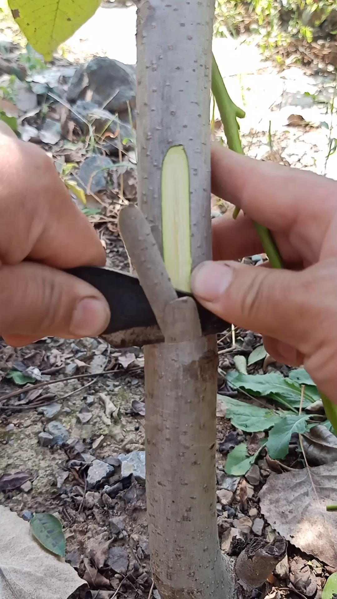 嫁接技术#腹部芽接大樱珠技术,成活率极高