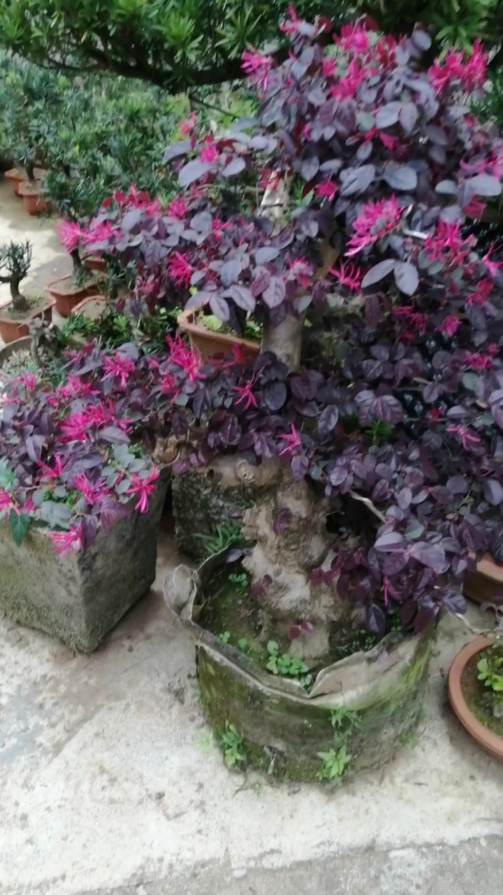 盆景素材#原生红花继木