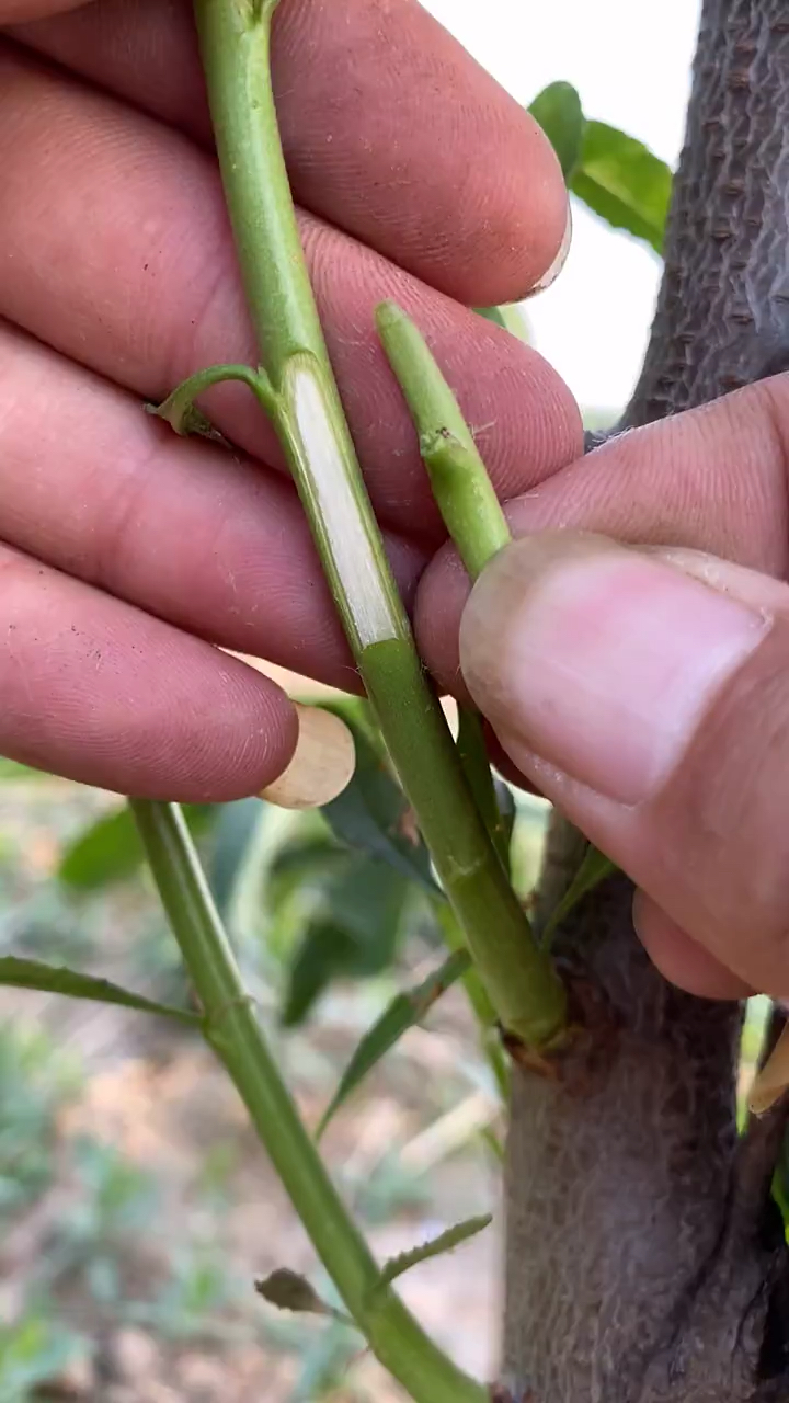 夏季桃树芽接技术,改良品种