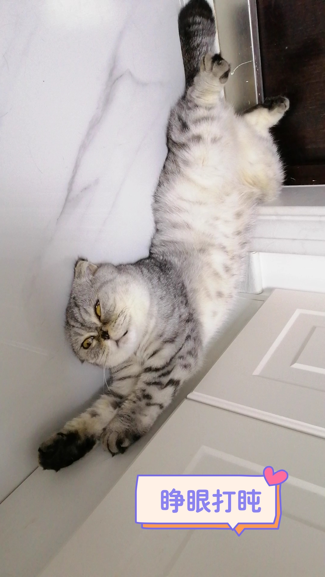 猫#肉肉睁眼打盹,也太可爱了吧.