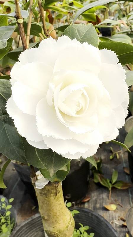 茶花#纯白色茶花,花瓣带锯齿,白色康乃馨又名秀雅白锯齿!-度小视