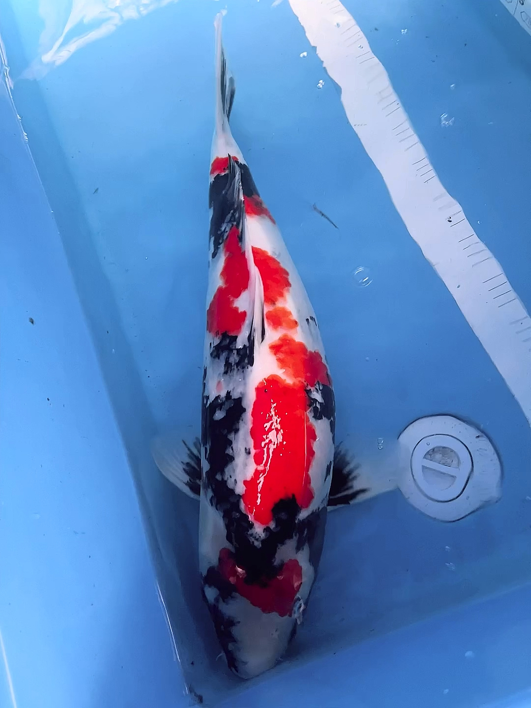 锦鲤#留养级60公分大日昭和锦鲤