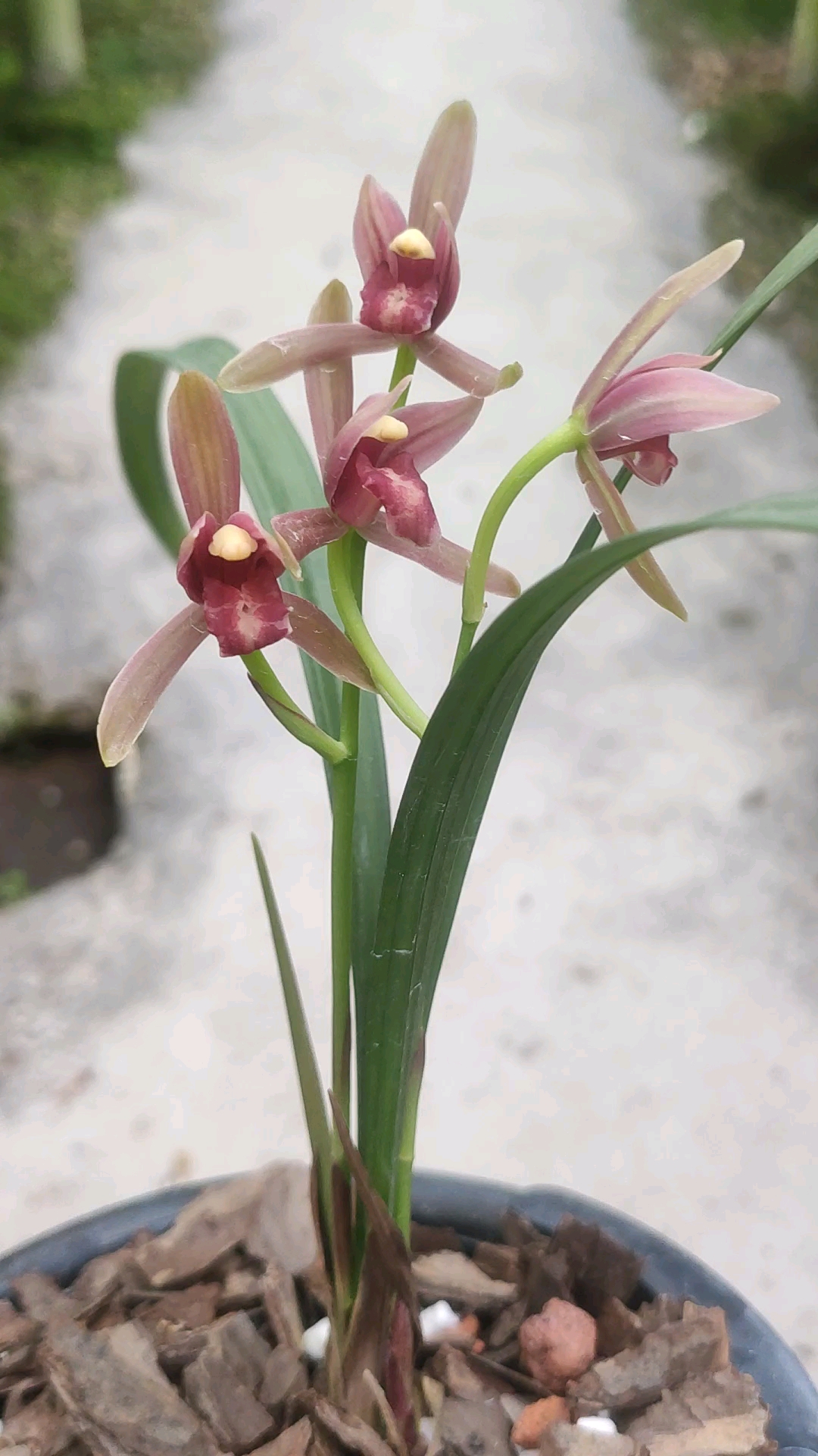 兰花小站#仙山红建兰