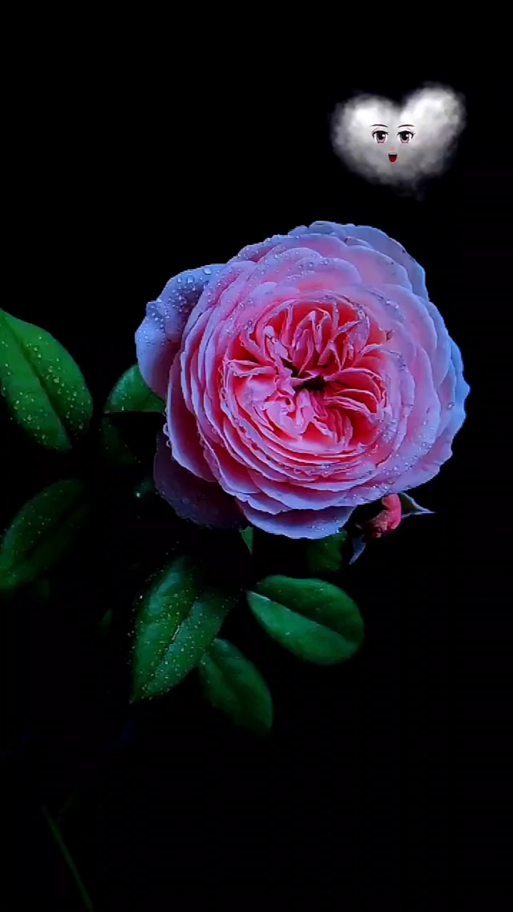 一花一世界#画面唯美,清新纯净!别有感觉.