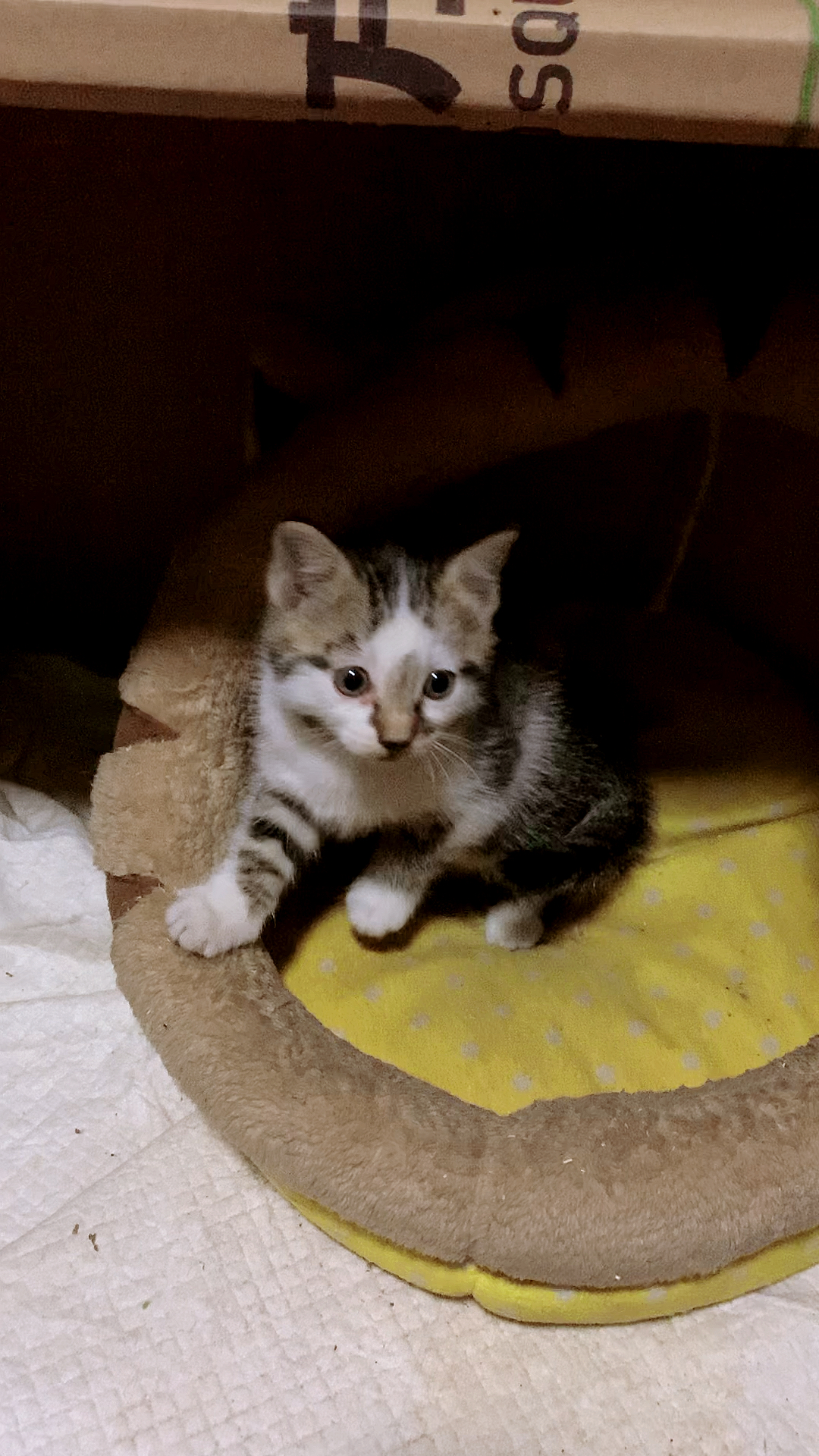 猫宝宝朵朵一个月十天左右的样子,依旧呆萌可爱