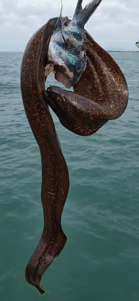纯野生河鱼这是什么鱼是海鳝还是鳗鱼