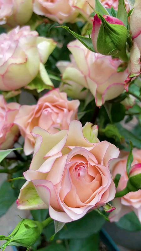 月季旋转木马#"只到花无十日红,此花无日不春风.