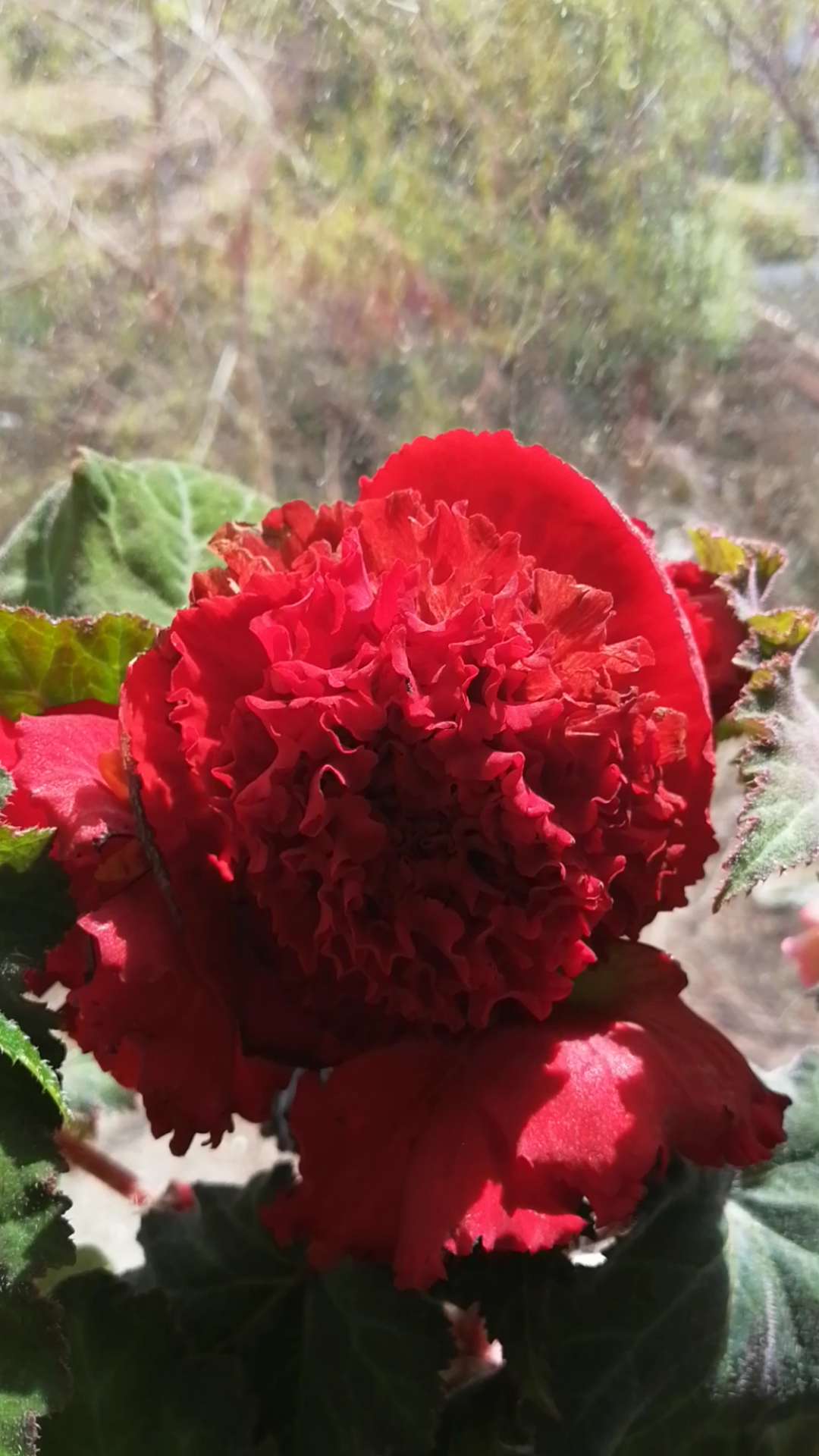 夫妻海棠还有比它还重瓣儿的夫妻海棠吗?