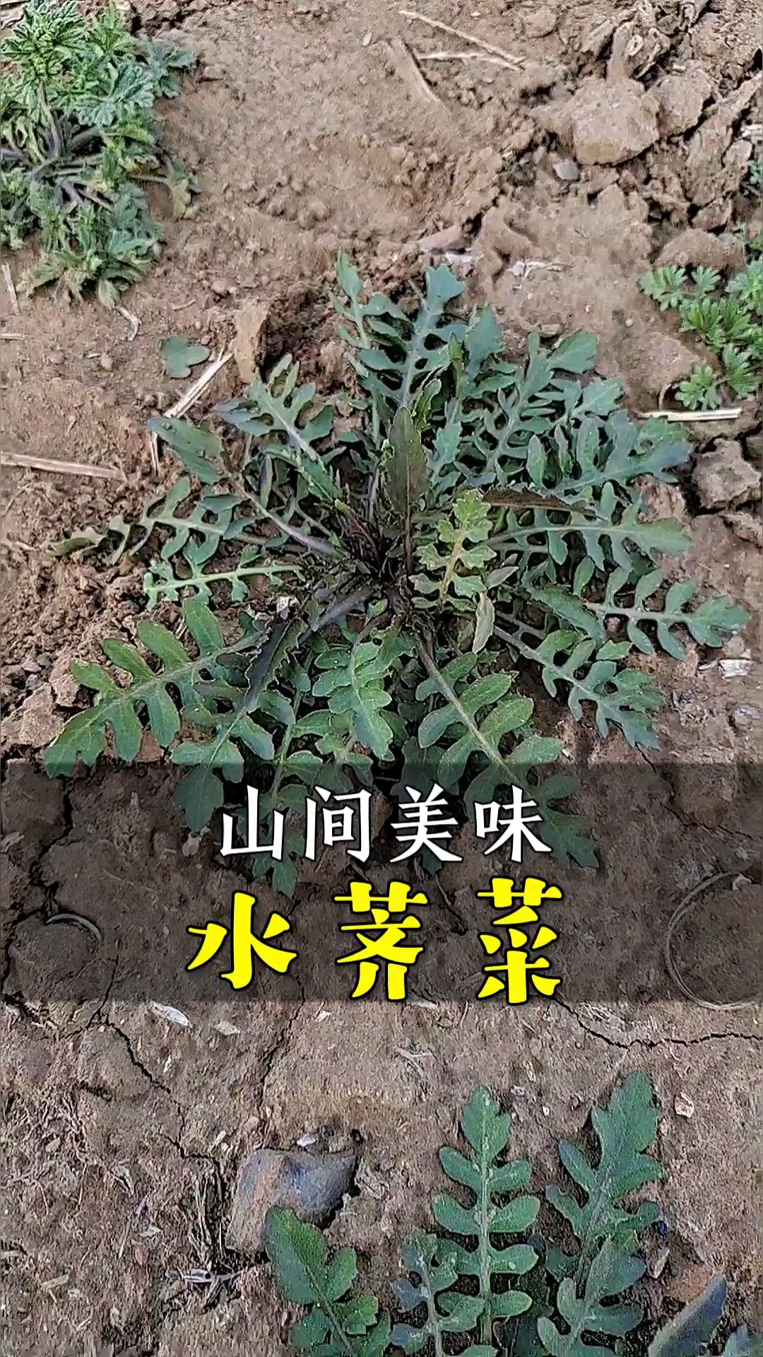 农村野菜野草农村一宝水荠菜