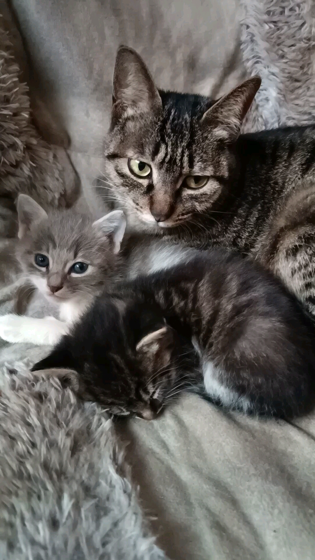 家有猫咪#一家三口的幸福时光.