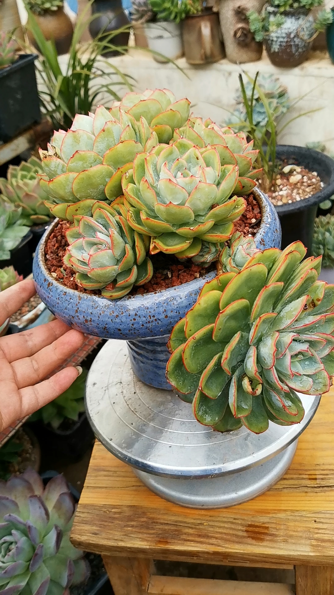 晨露无砍的老桩群生喜欢的秋天来聊.