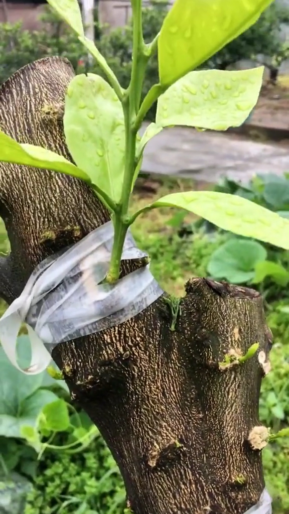 嫁接的果树出芽了,看看长势不错