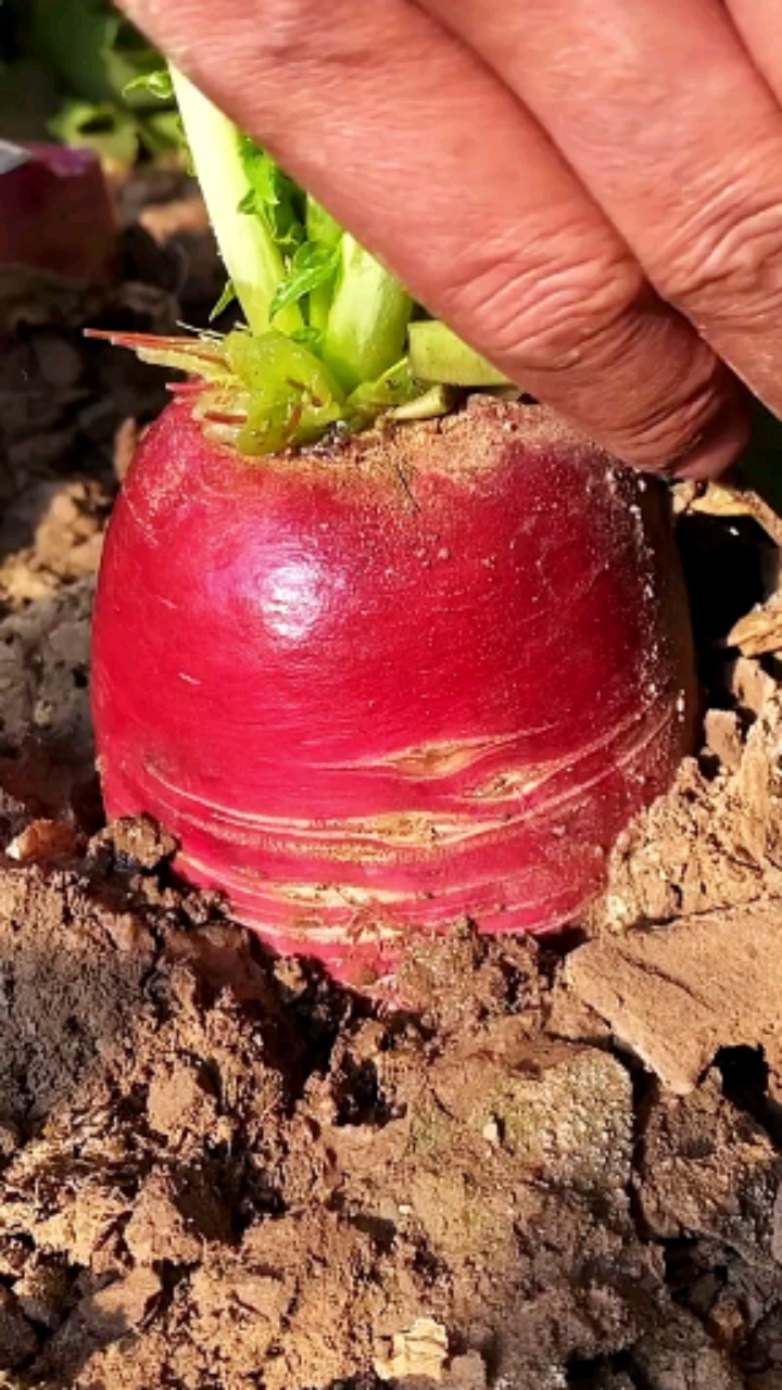 优质农产品紫美人水果萝卜优质农产品