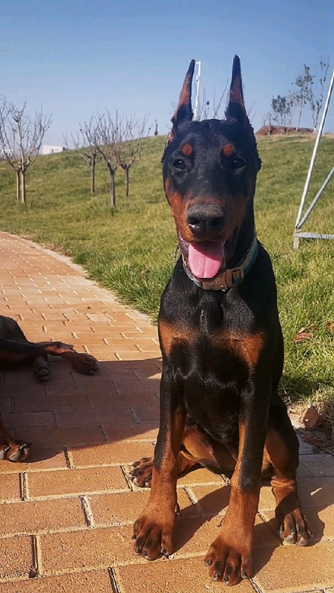 这是一条品相完美欲望动力优秀的杜宾犬