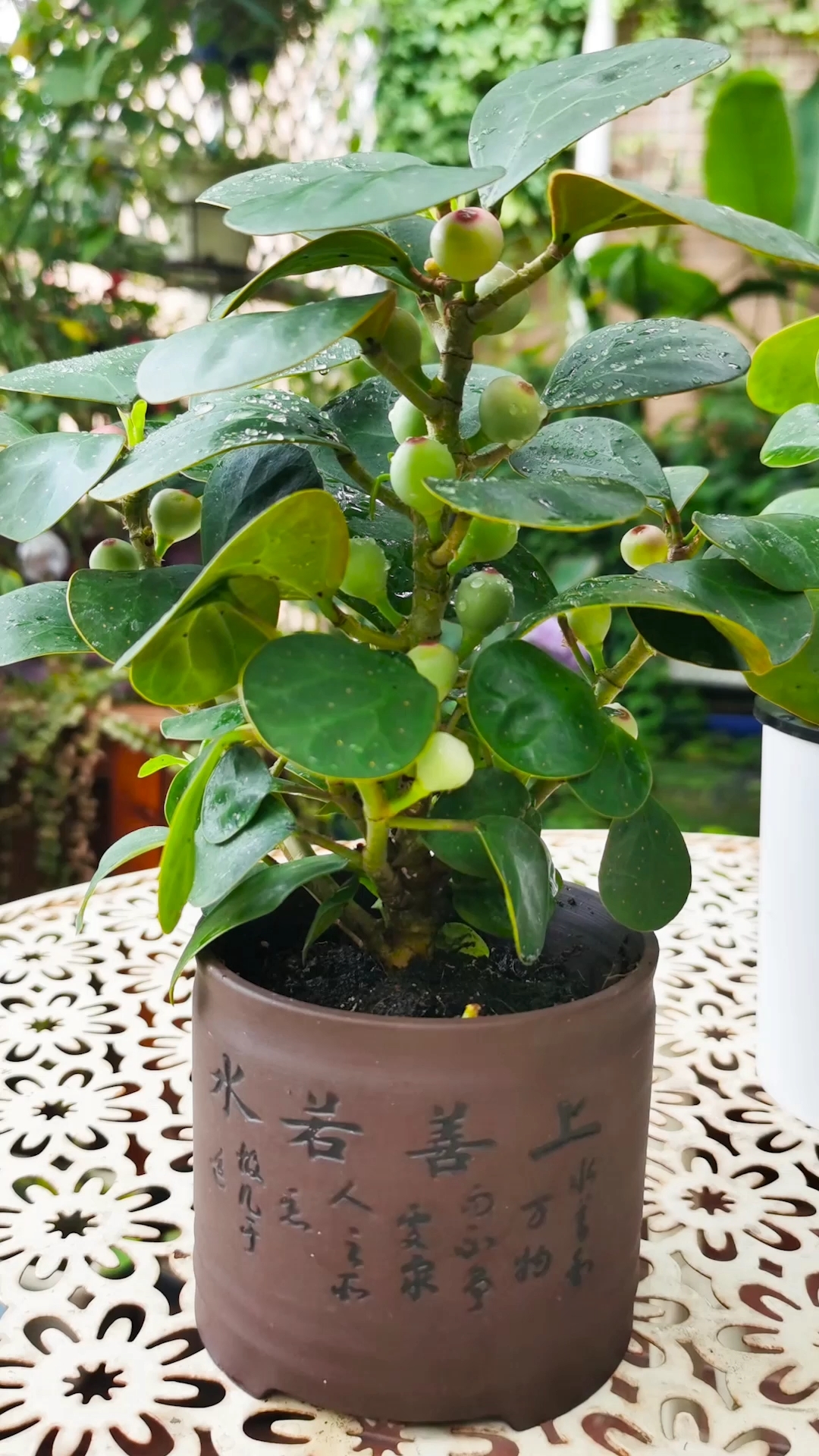 分享养花经验#小盼菩提,一花两看,象征智慧与觉悟