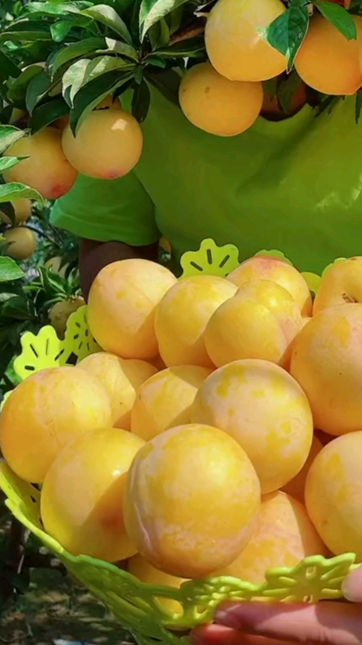 晚熟的黄金李子脆甜爽口.