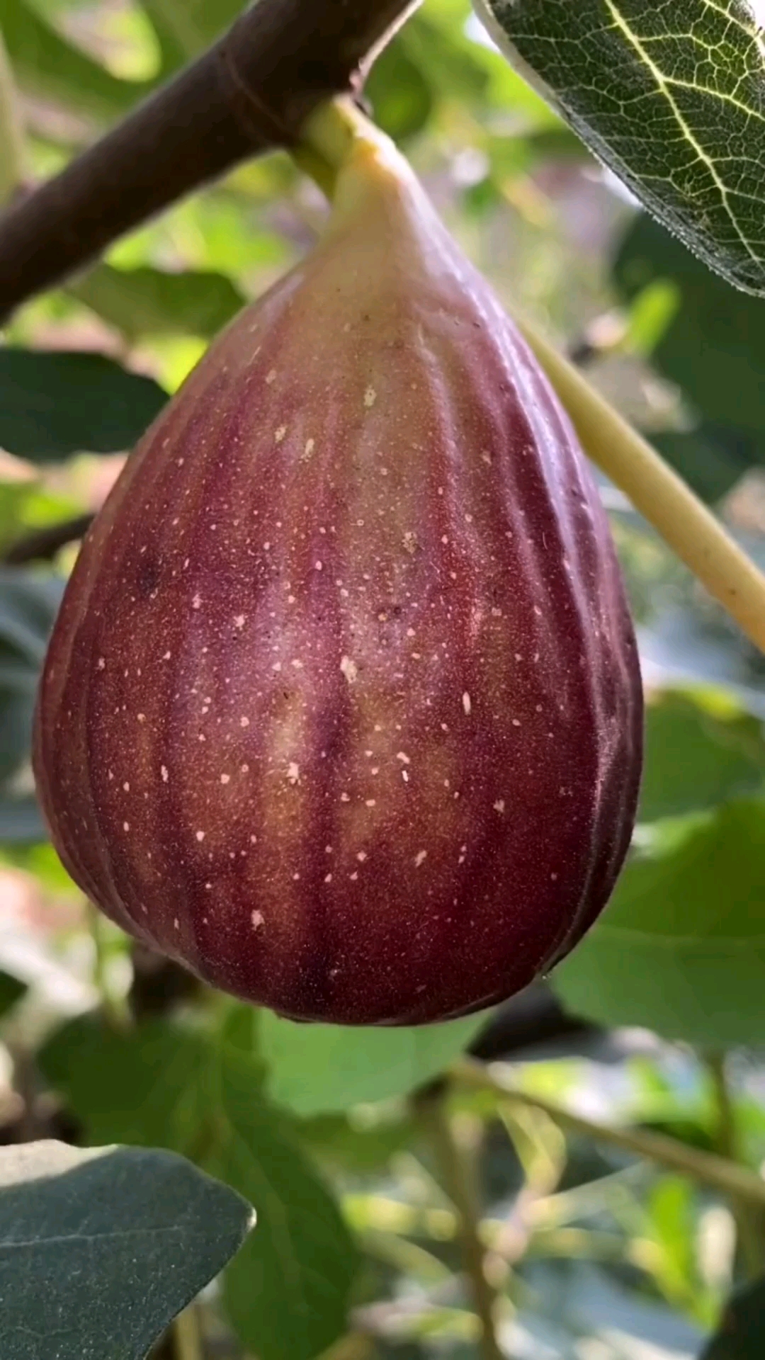 波姬红无花果苗育苗基地秋后大量出圃