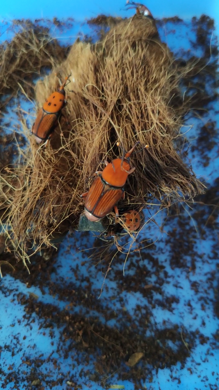 三农#竹笋虫竹虫技术养殖种虫竹象种苗视频