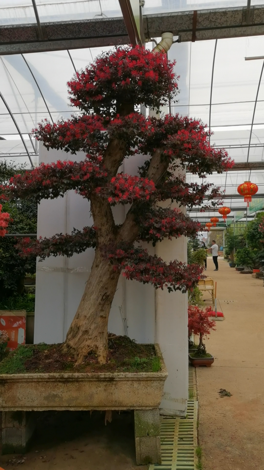 红花檵木地景老桩