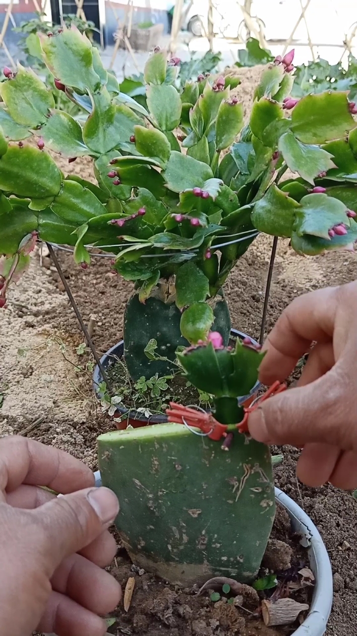 嫁接技术#这是嫁接蟹爪兰高手,学会发财了