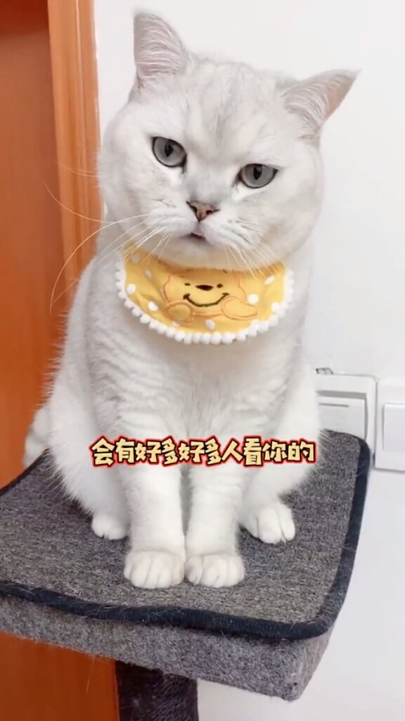 我家萌宠成精了#听说大圆子也会自己直播了
