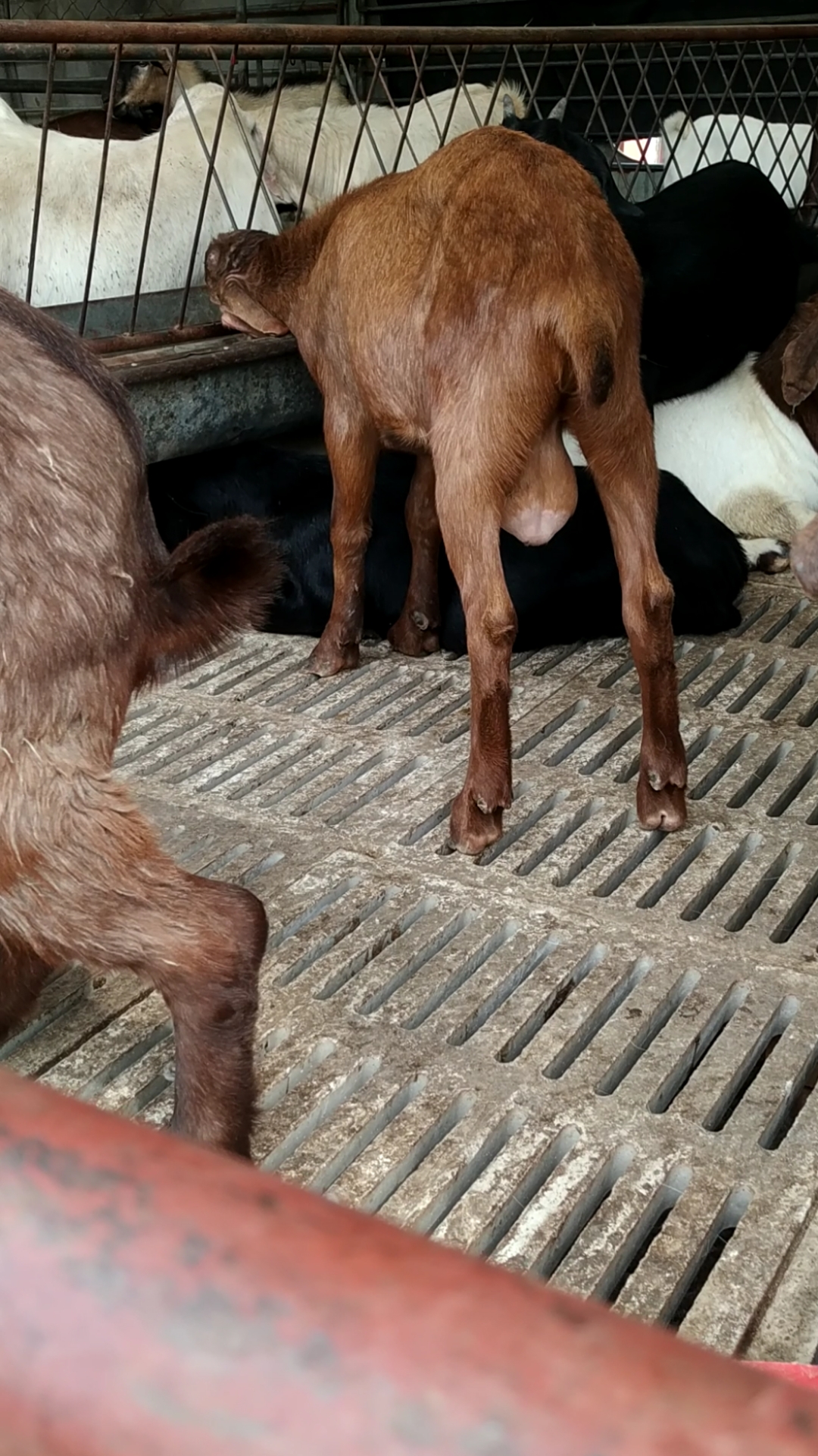 一只小公羊多少钱,看看羊还可以吗