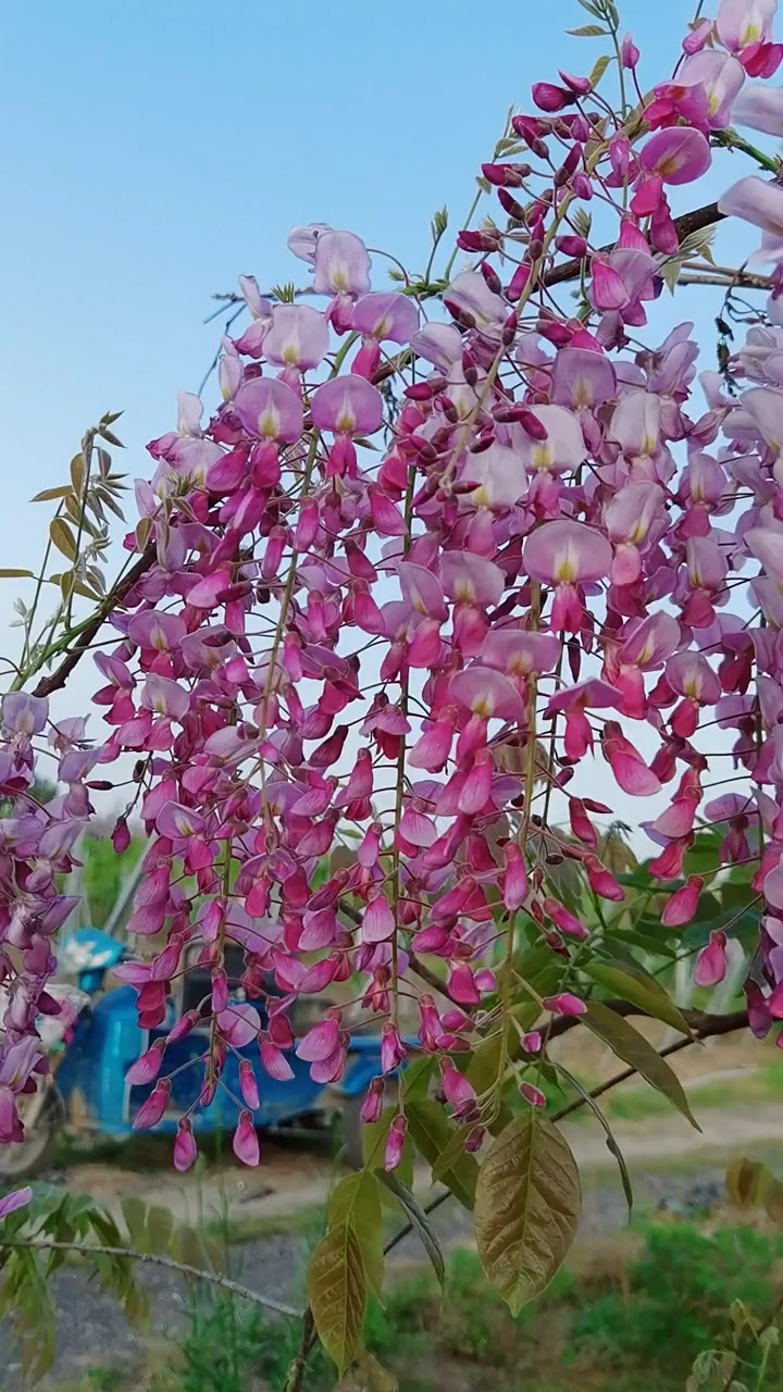 开粉色花的紫藤,开花浓香型,耐寒耐旱南北方都可以栽植-度小视