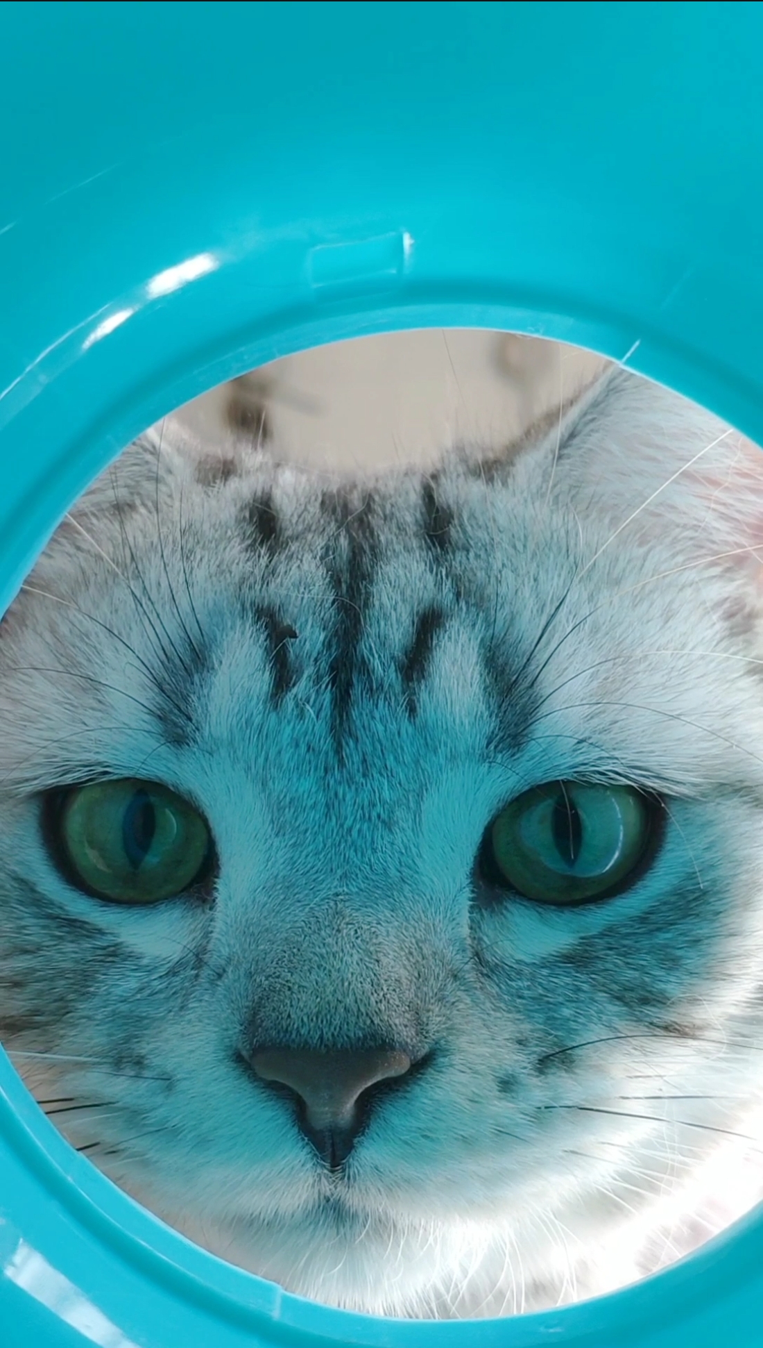 小小爱宠萌化你#你试过这个角度看猫吗,据说是土地爷爷视角