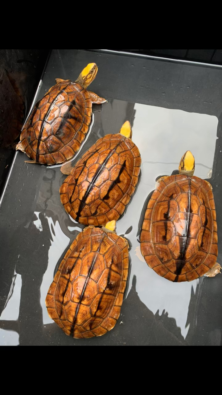 金钱龟#极品海南西线母,水中美物