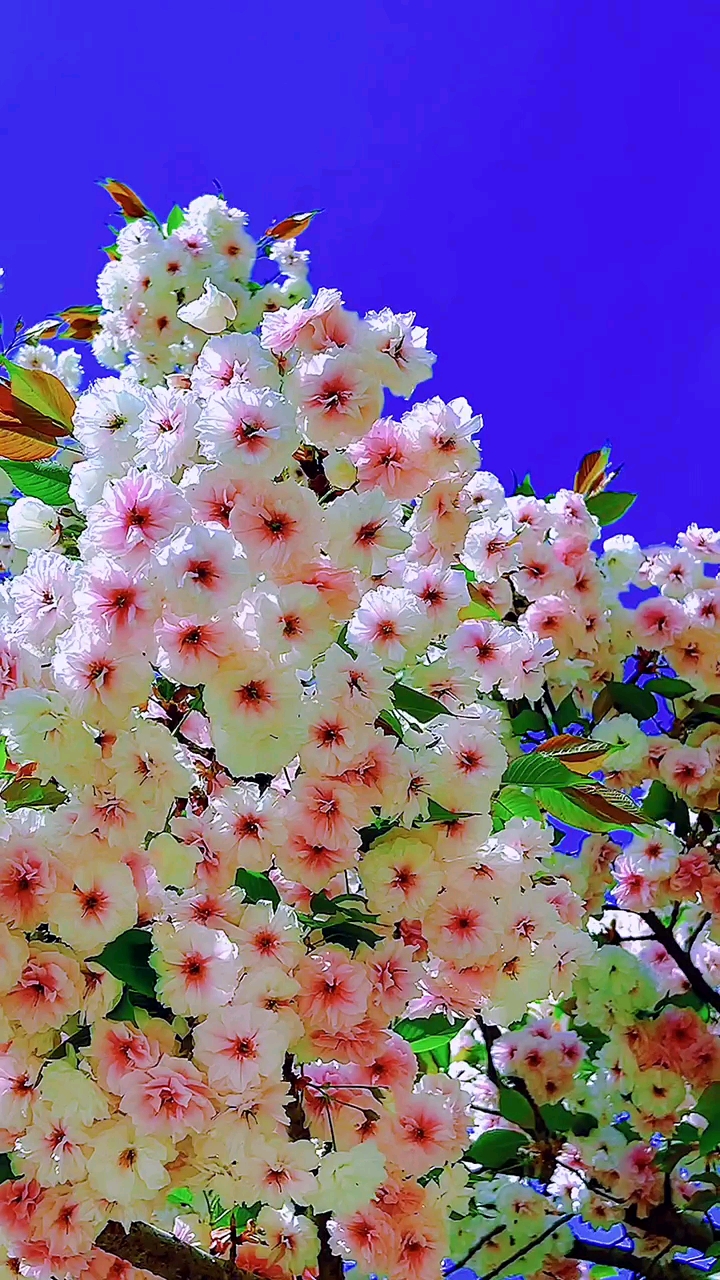 风含笑,花含香.