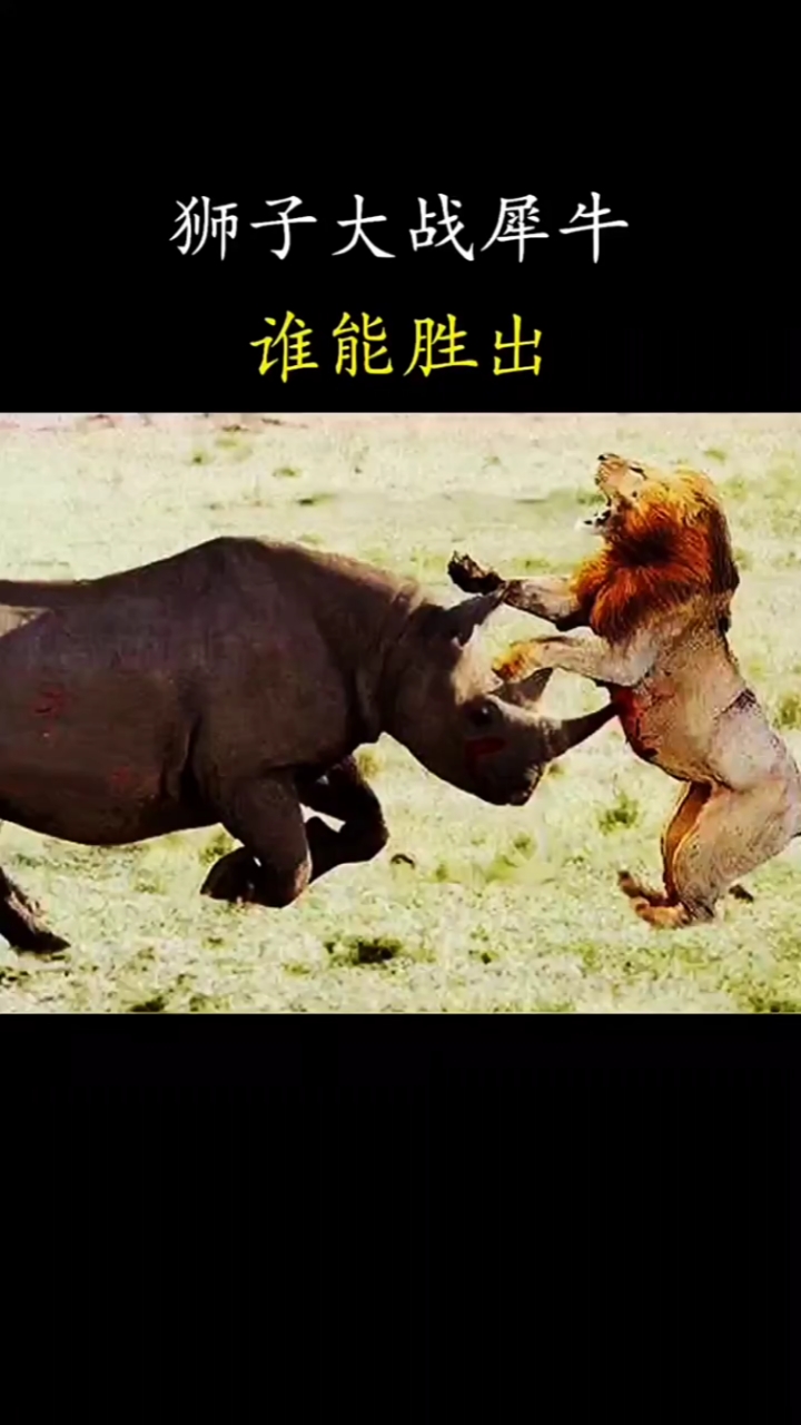 狮子大战犀牛谁能胜出弱肉强食神奇的动物世界