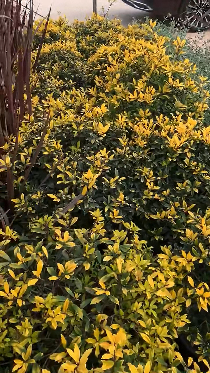 黄金枸骨四季不落叶耐寒耐旱南北方都可以栽植