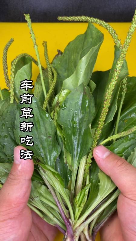 美食车前草这样做真的很养生