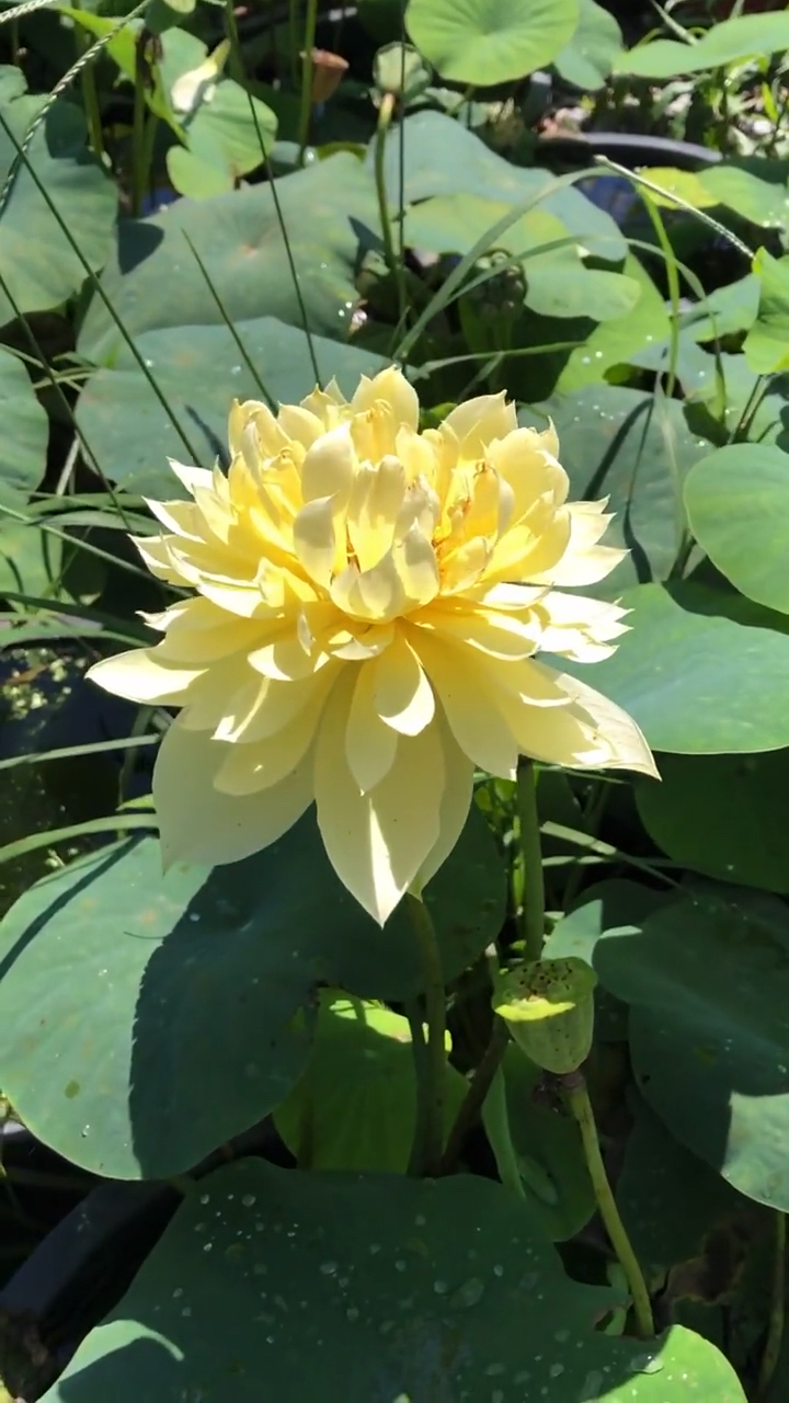 不看叶子,是不是比较像菊花,这是经典的碗莲秣陵秋色