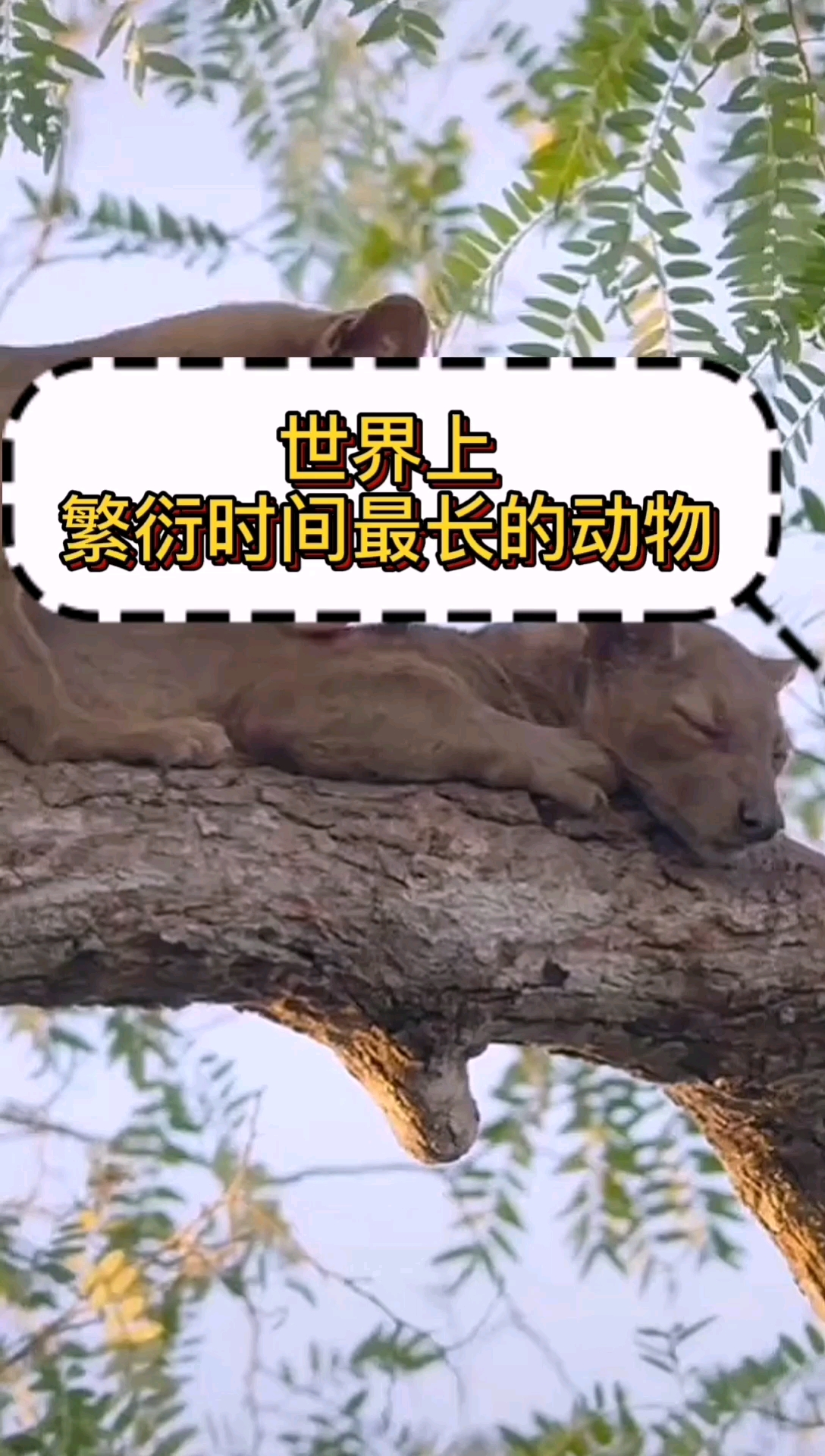 奇闻趣事抢先看#世界上繁衍时间最长的动物,真是令人震惊.