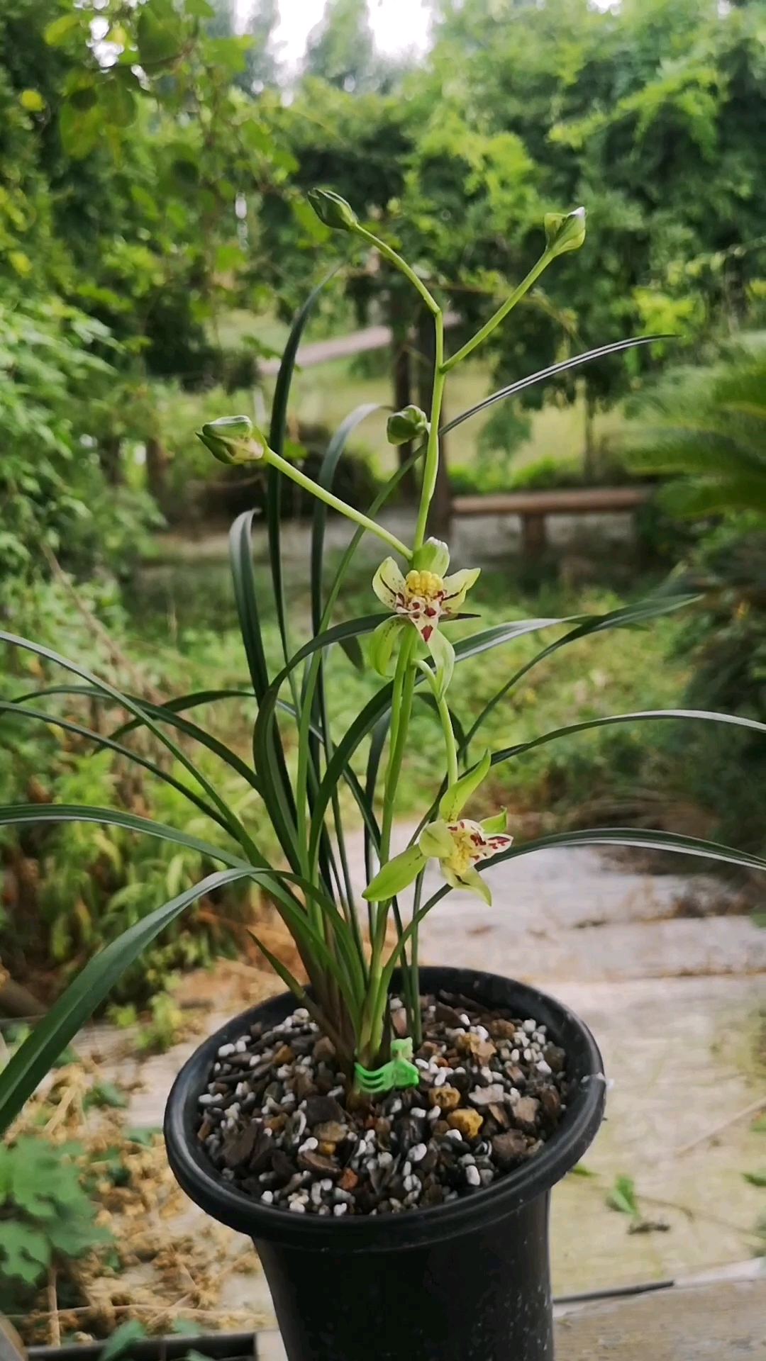建兰奇花:梨山狮王,花杆大出架,骨感美,花朵在建兰中算大的.