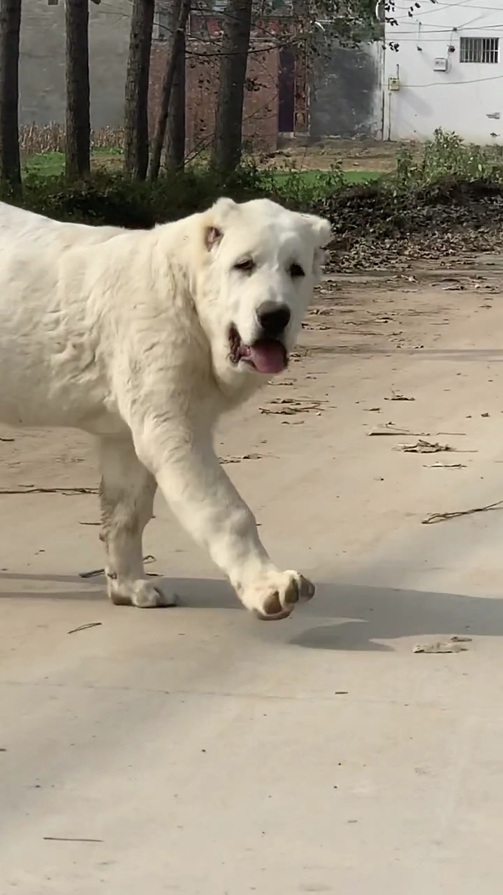 中亚牧羊犬像狮子一样雄壮