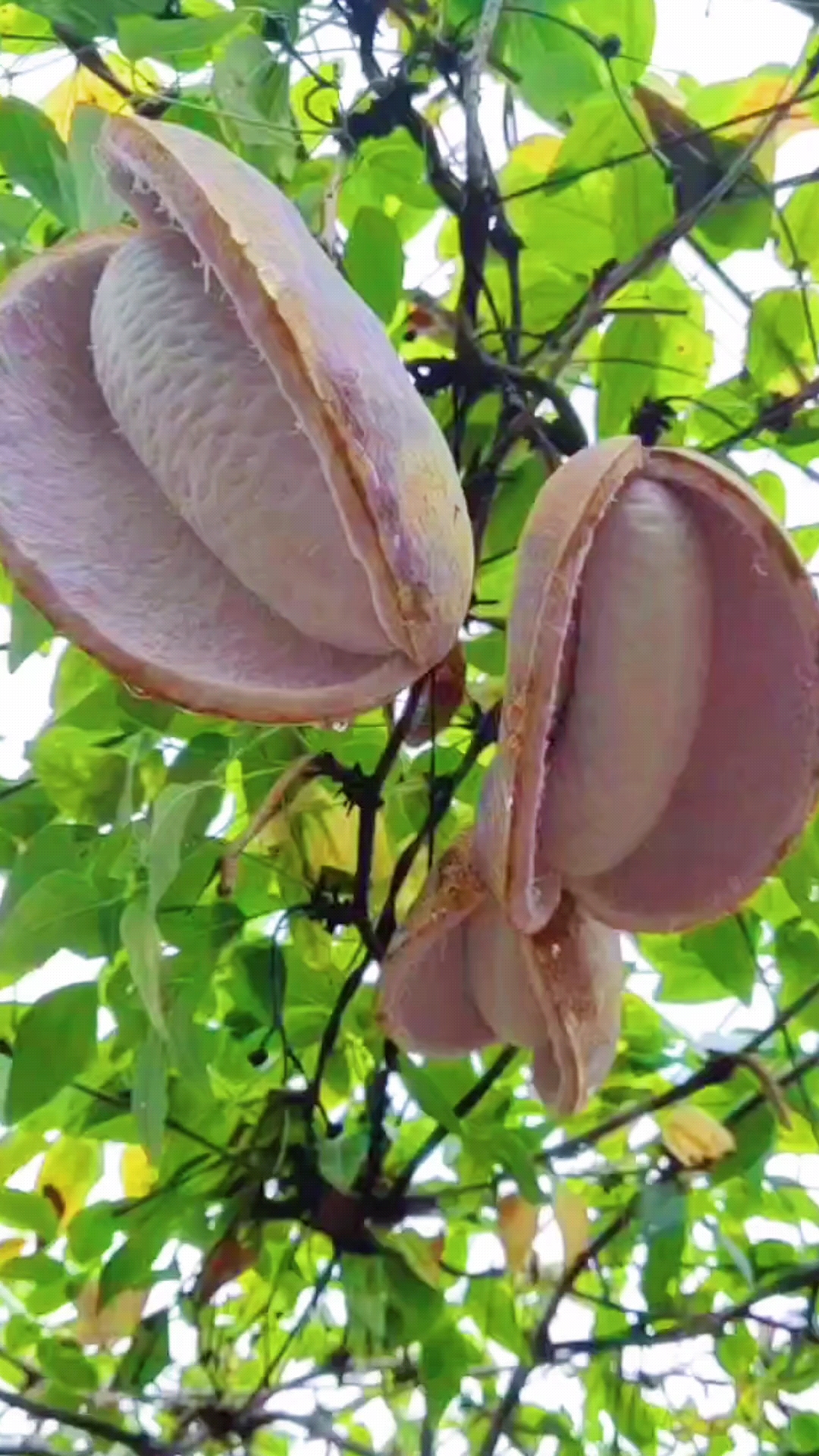 八月瓜分布于中国,印度(东北部),不丹和尼泊尔;在中国分布于重庆,云南