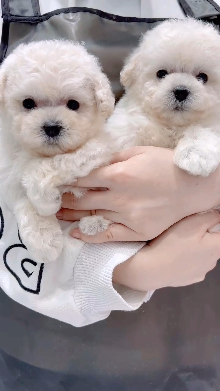 稀有娃娃脸小体型白色泰迪娃娃一弟弟一妹纸