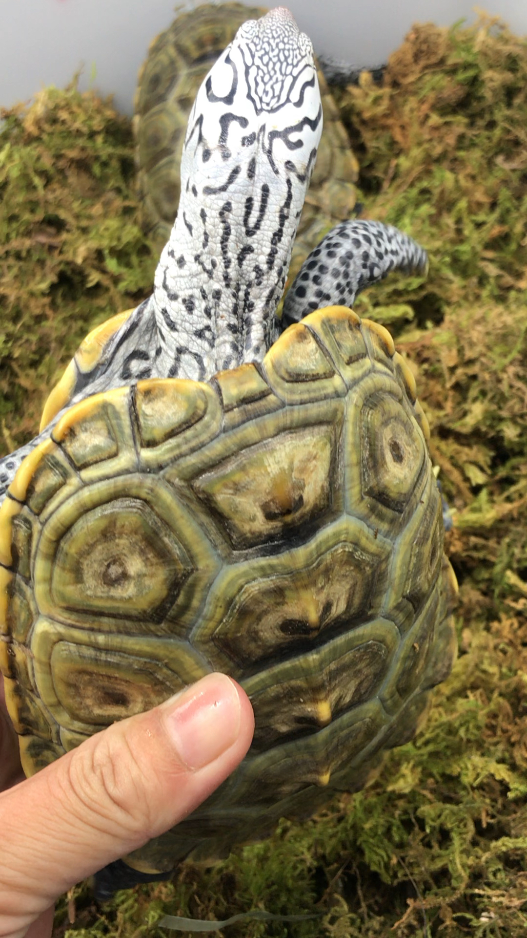 钻纹龟#极品钻纹大花母