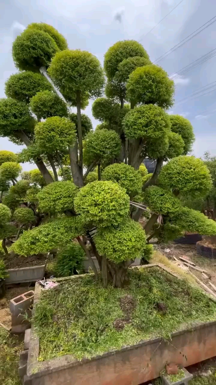 亮晶女贞造型树四季不落叶适合庭院别墅农家小院栽植