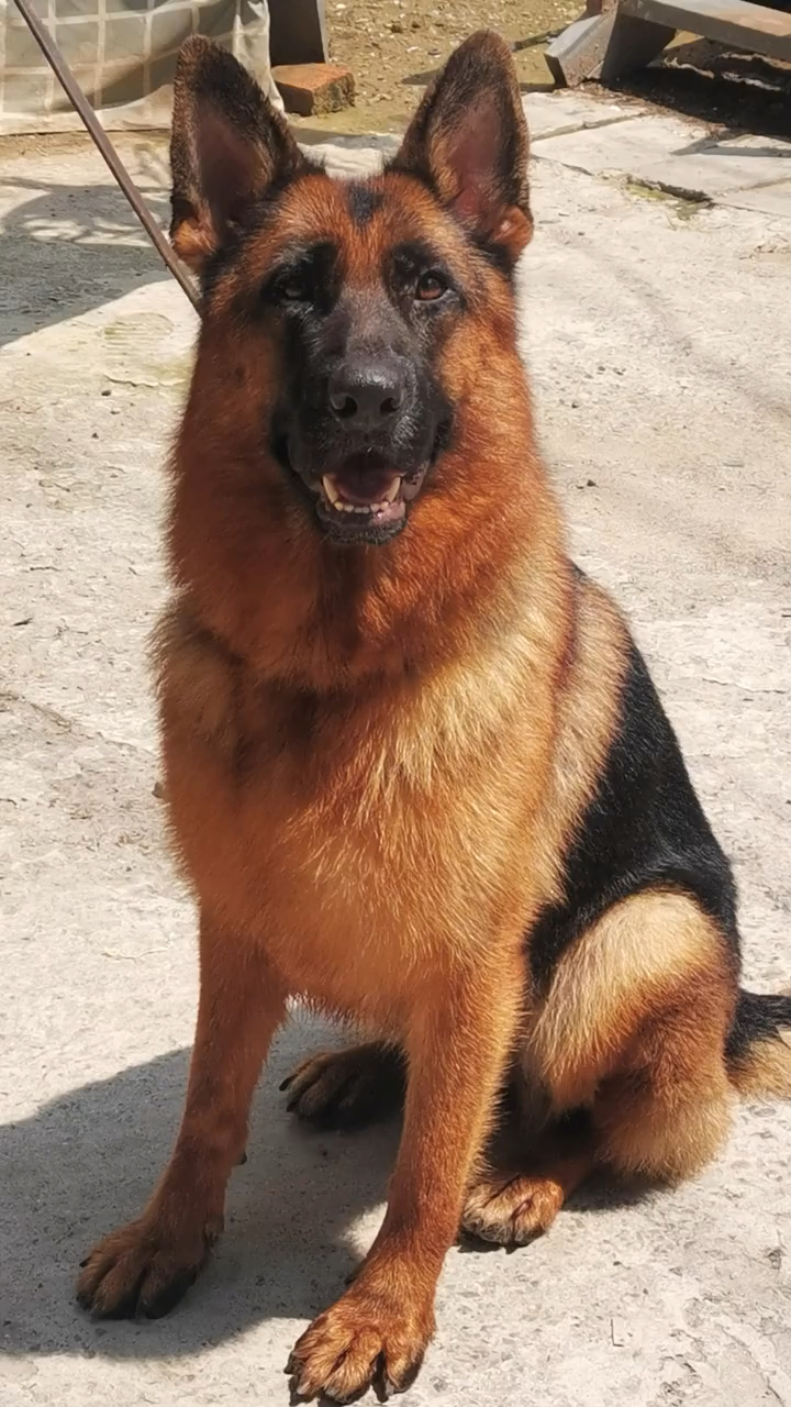 德国牧羊犬#种公威廉,体态完美.