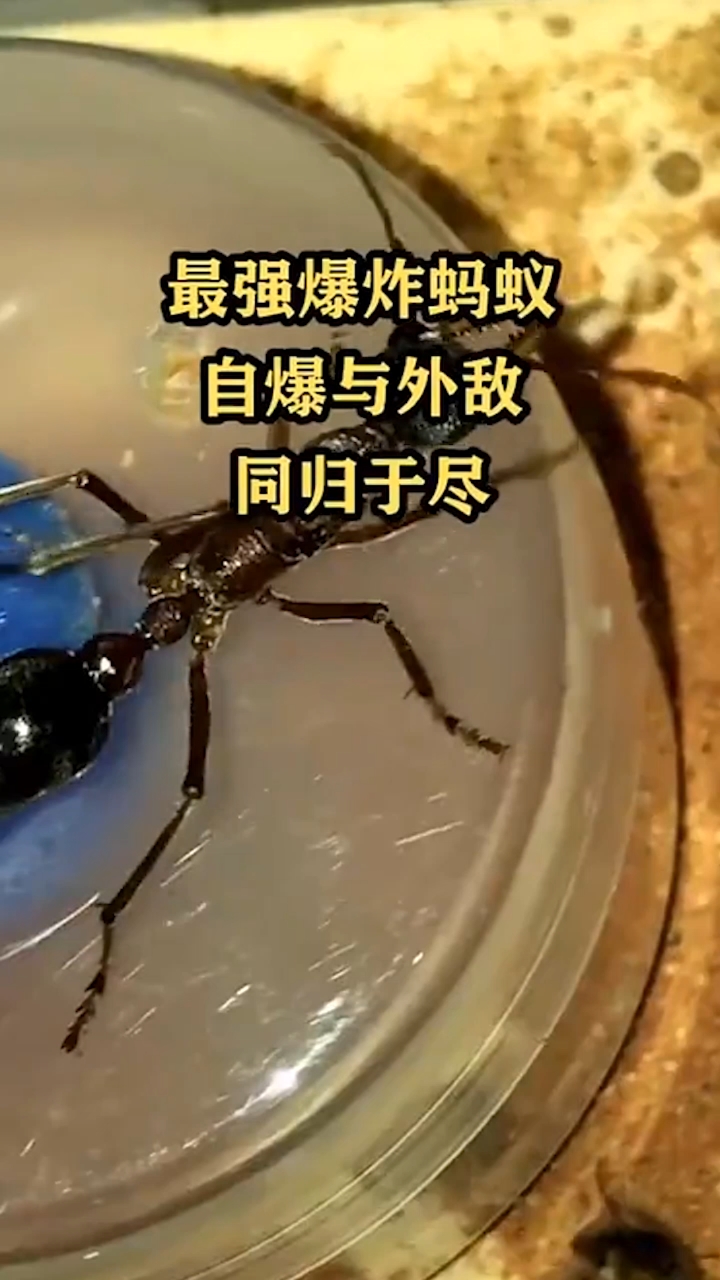 奇闻趣事抢先看#最强爆炸蚂蚁自爆与外地同归于尽.